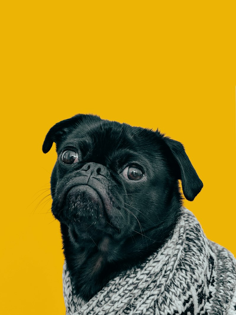 Pug dermatology exam