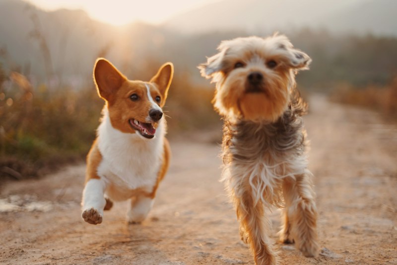 Dogs running wellness